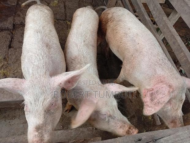 Large White Pigs - thumbnail 6