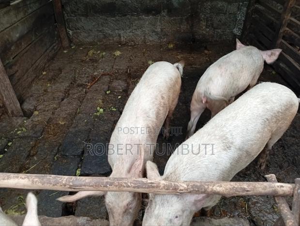 Large White Pigs - thumbnail 7