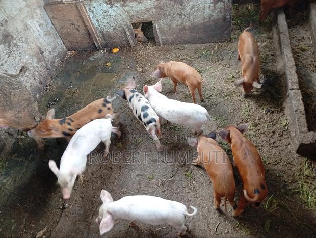 Duroc Piglets - main view