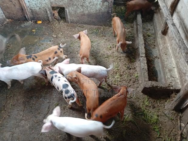 Duroc Piglets - thumbnail 2