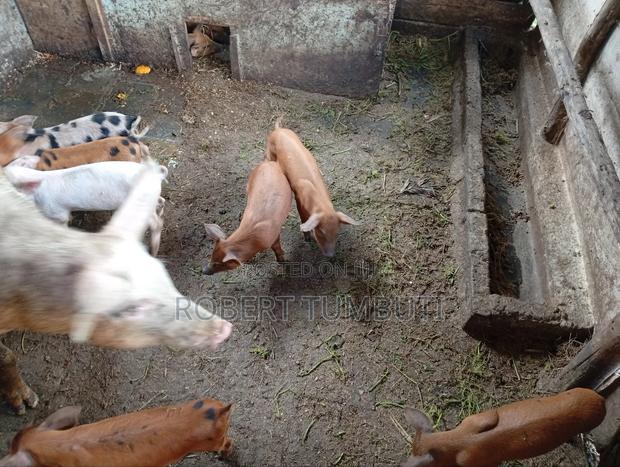 Duroc Piglets - thumbnail 3