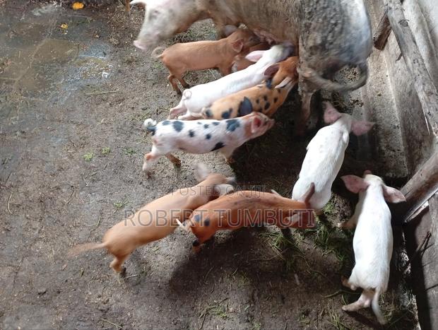 Duroc Piglets - thumbnail 4