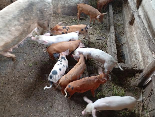 Duroc Piglets - thumbnail 5