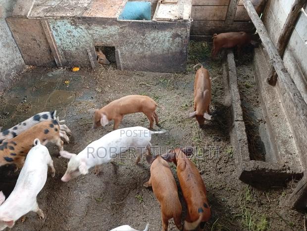 Duroc Piglets - thumbnail 7