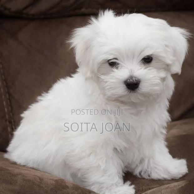 1-3 months Male Purebred Maltese - thumbnail 3