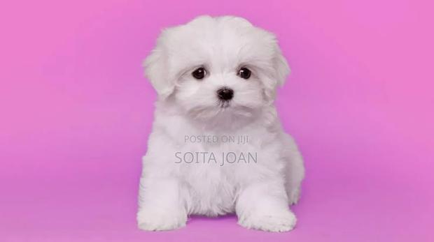 1-3 months Male Purebred Maltese - thumbnail 4