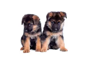 1-3 months Male Purebred German Shepherd