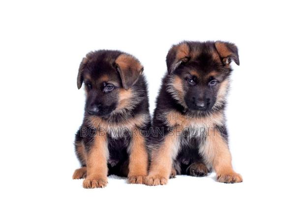 1-3 months Male Purebred German Shepherd