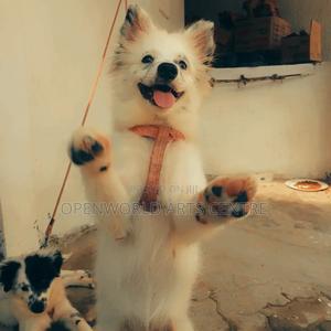 3-6 months Male Purebred Japanese Spitz - thumbnail 2