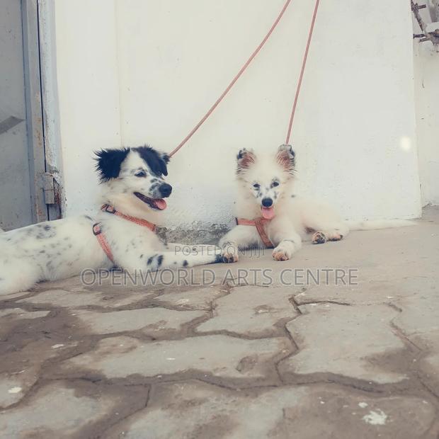 3-6 months Male Purebred Japanese Spitz - thumbnail 3