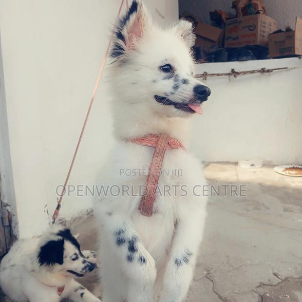 3-6 months Male Purebred Japanese Spitz - thumbnail 4