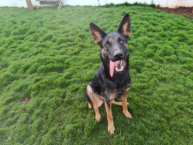 1+ year Female Purebred German Shepherd