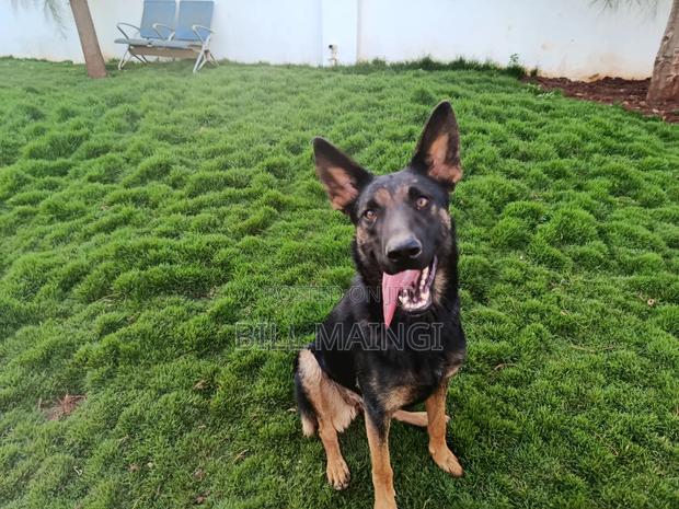 1+ year Female Purebred German Shepherd - thumbnail 2