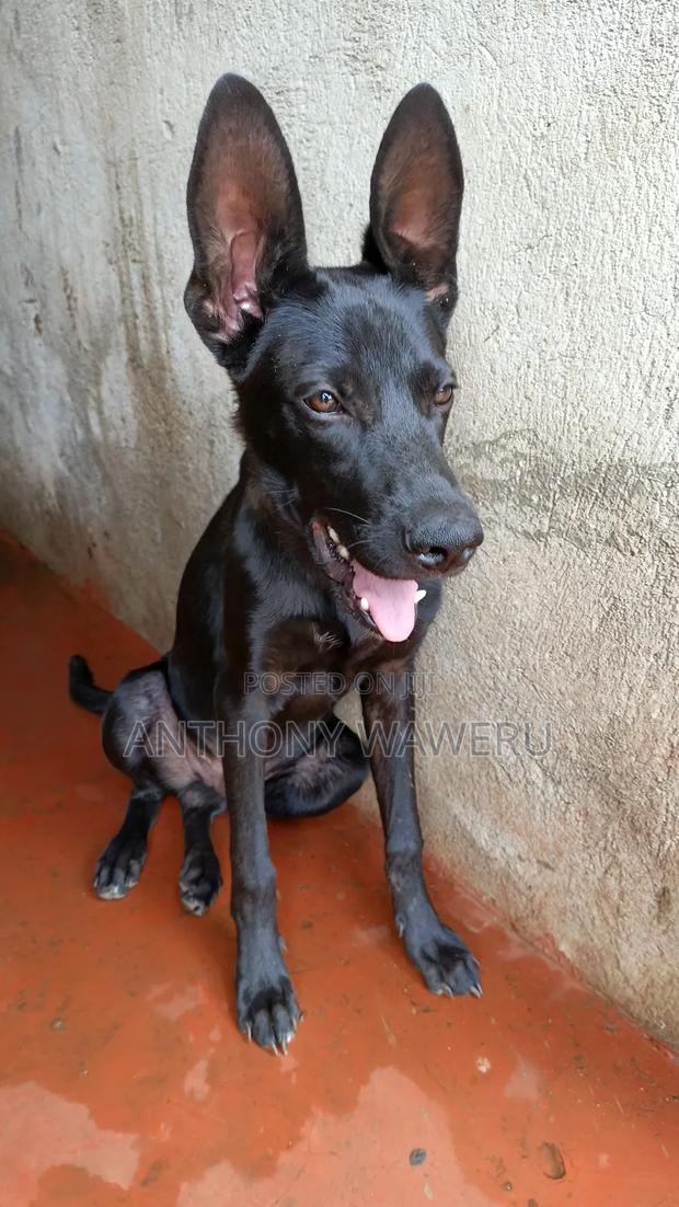 3-6 months Male Mixed Breed German Shepherd - main view