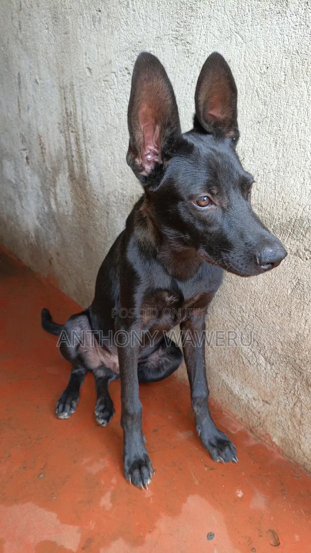 3-6 months Male Mixed Breed German Shepherd - thumbnail 3