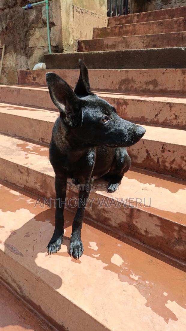 3-6 months Male Mixed Breed German Shepherd - thumbnail 4