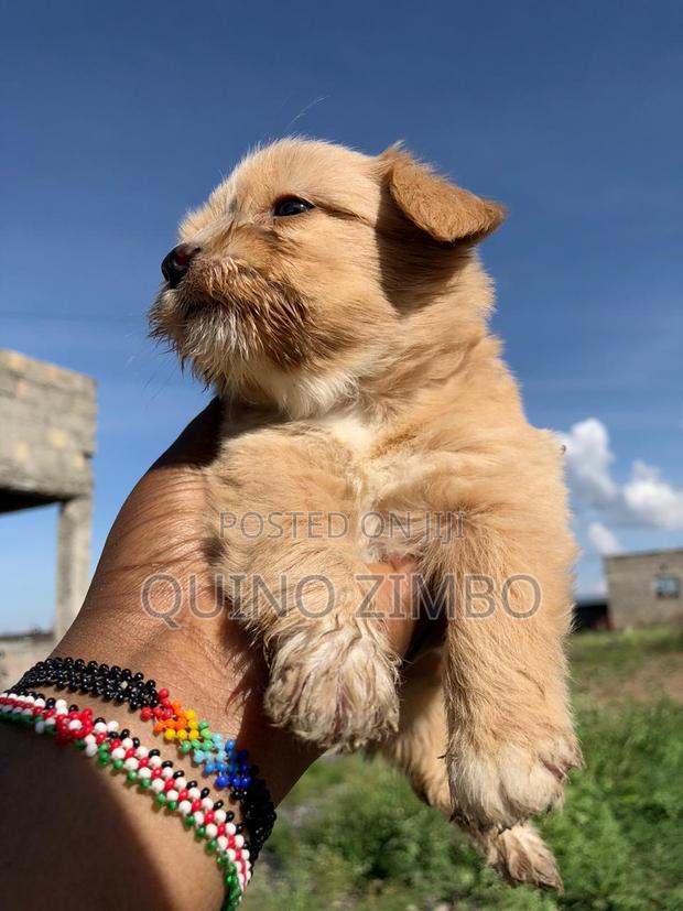 1-3 months Male Mixed Breed Havanese