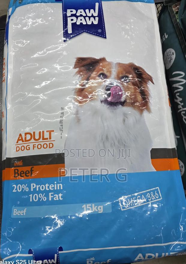 1+ year Male Mixed Breed Dog - thumbnail 4