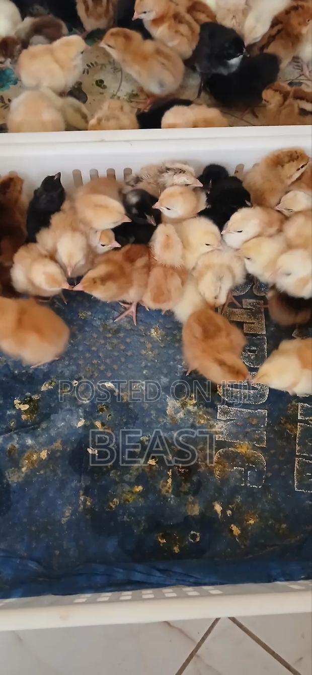 Vifaranga 100 Shillings Per 1 - main view