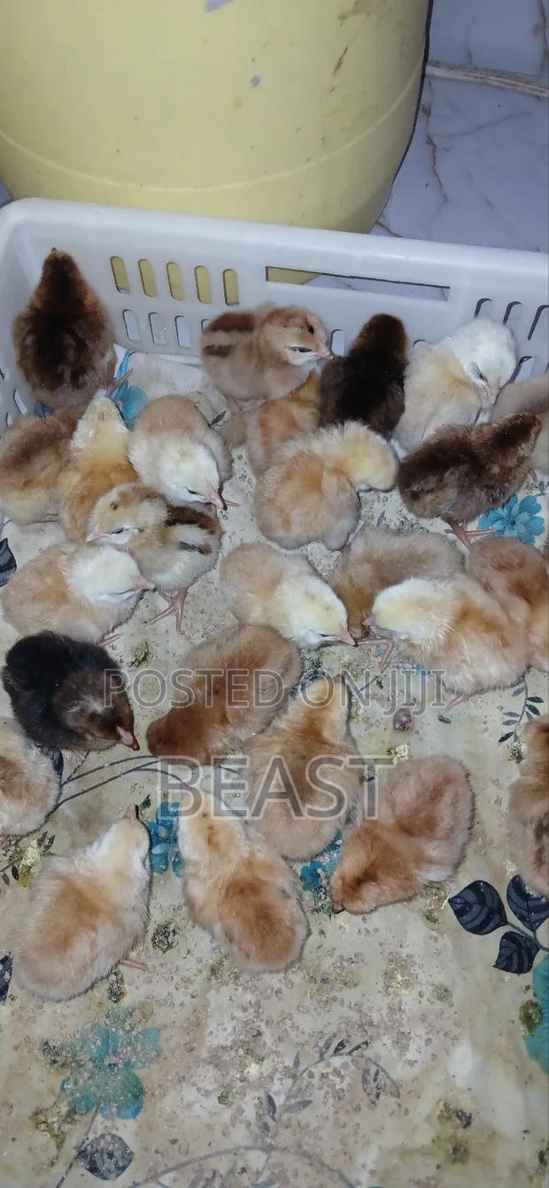 Vifaranga 100 Shillings Per 1 - thumbnail 2