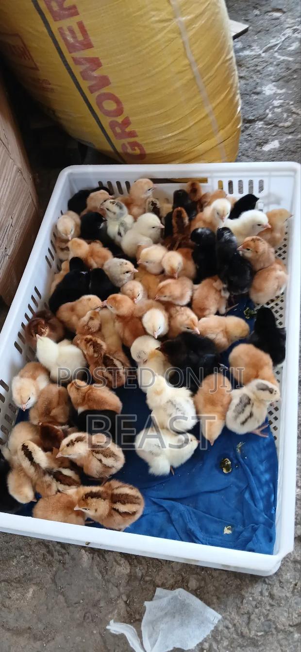 Vifaranga 100 Shillings Per 1 - thumbnail 3