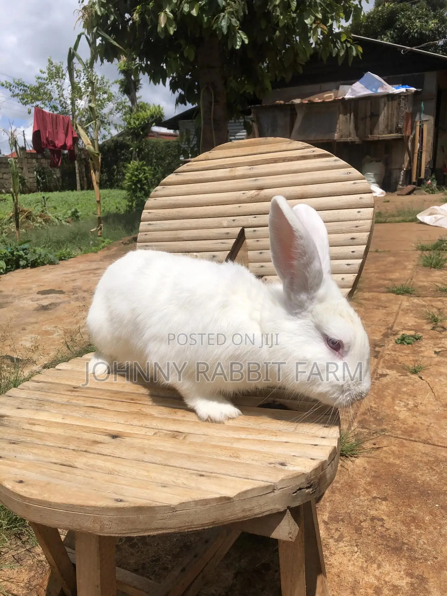 Hybrid Rabbits