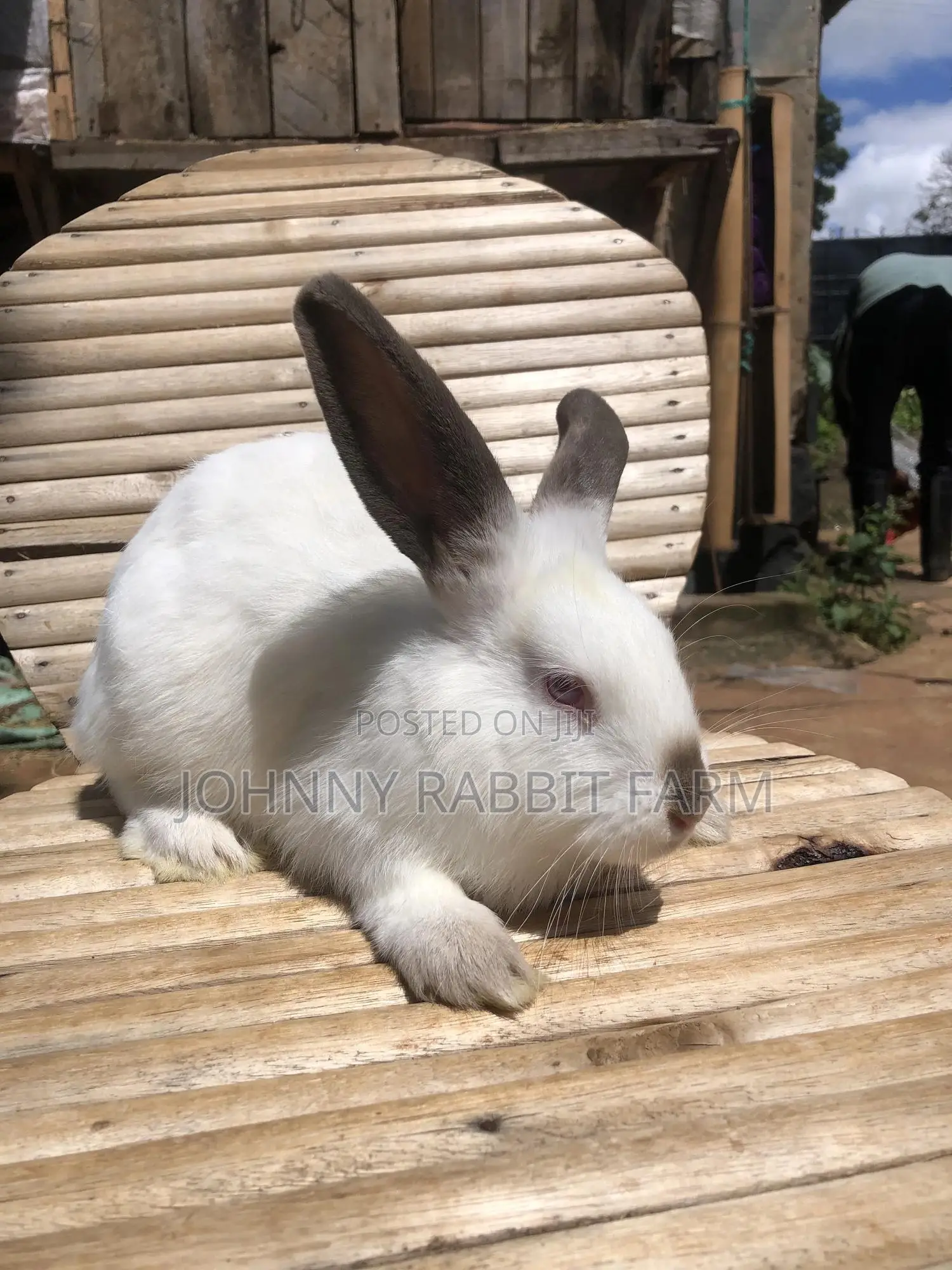 Hybrid Rabbits