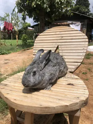 Hybrid Rabbits