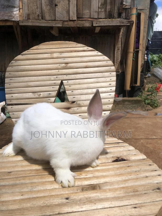 Hybrid Rabbits - thumbnail 8
