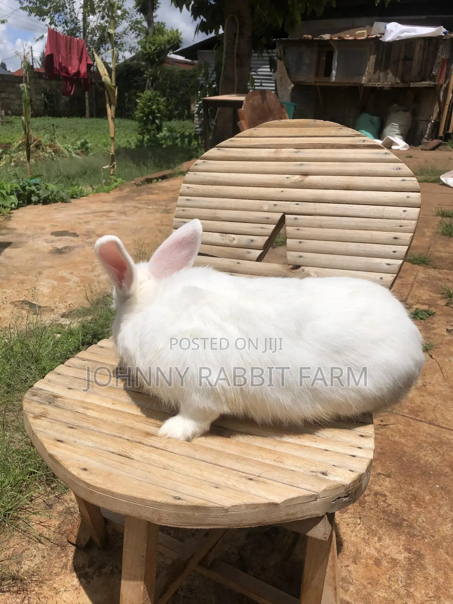 Hybrid Rabbits