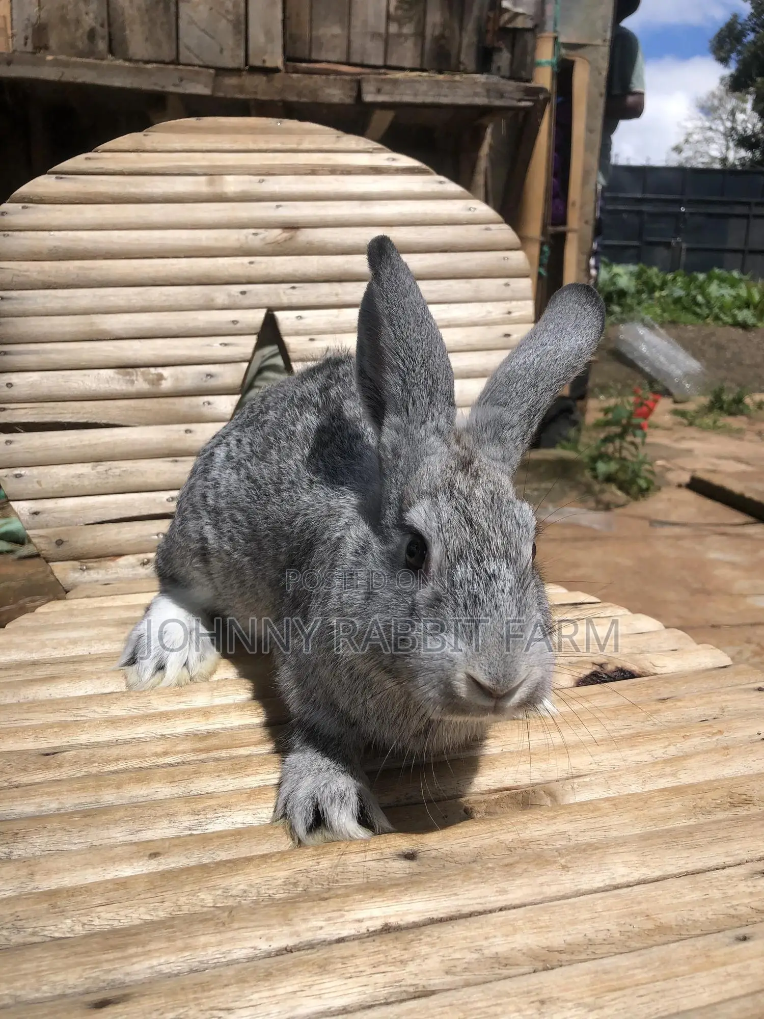 Hybrid Rabbits