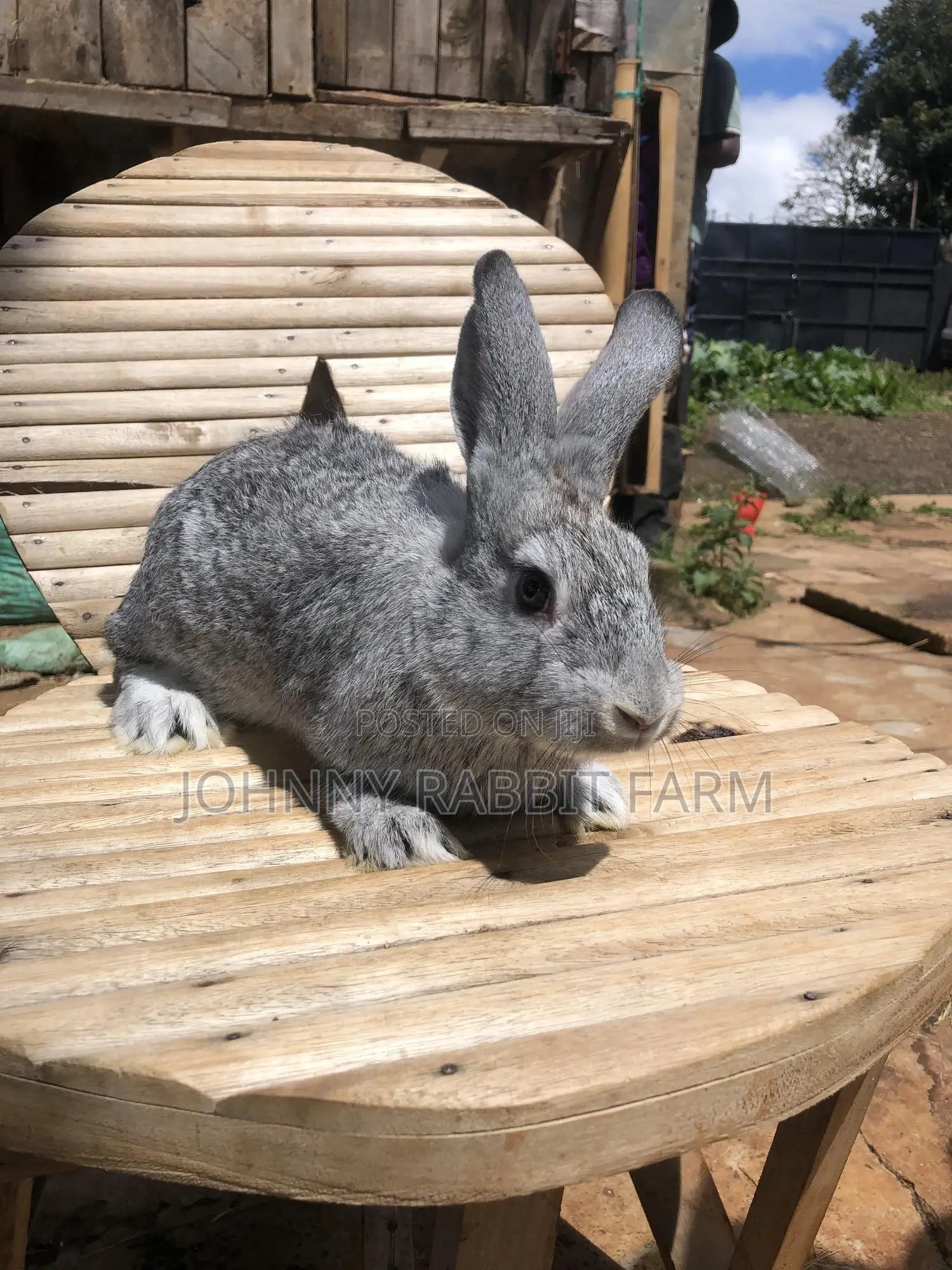 Hybrid Rabbits