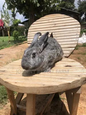 Hybrid Rabbits