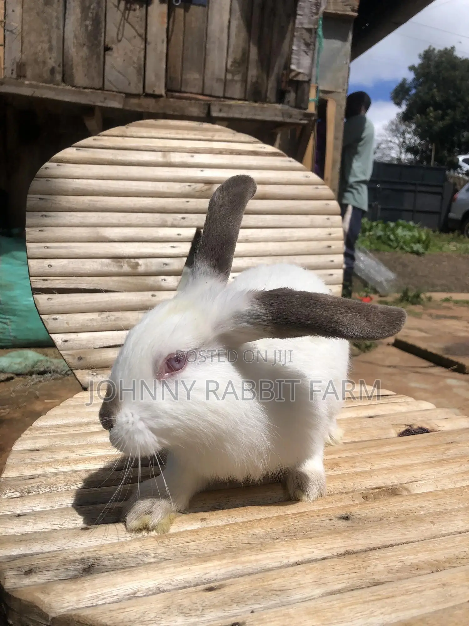 Hybrid Rabbits