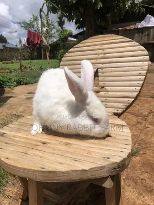 Hybrid Rabbits