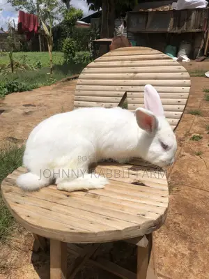 Hybrid Rabbits