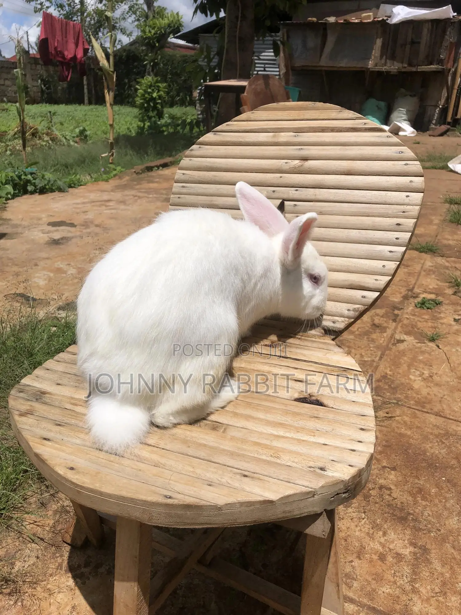 Hybrid Rabbits