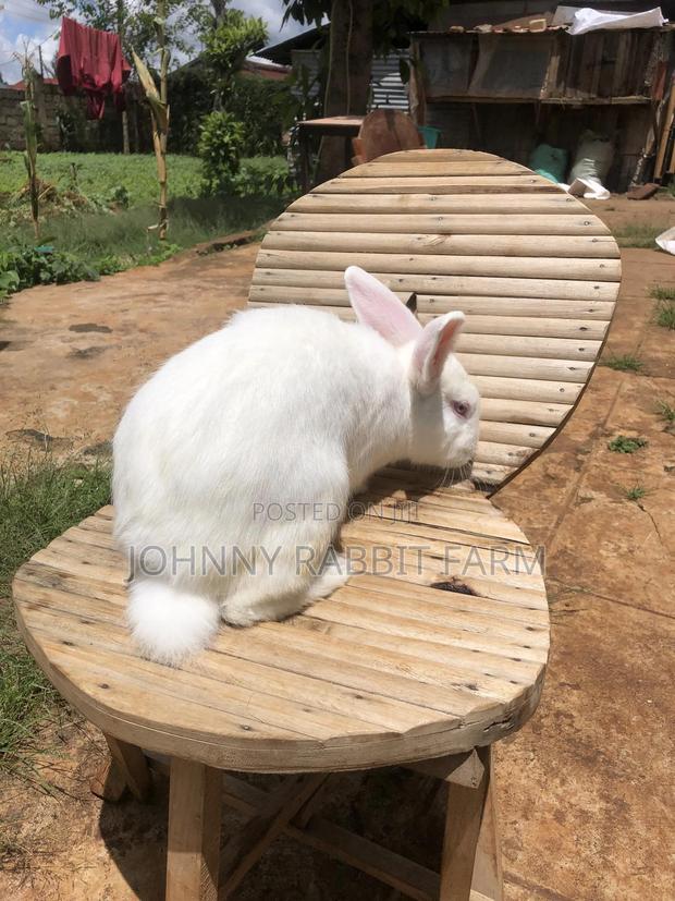 Hybrid Rabbits - thumbnail 6