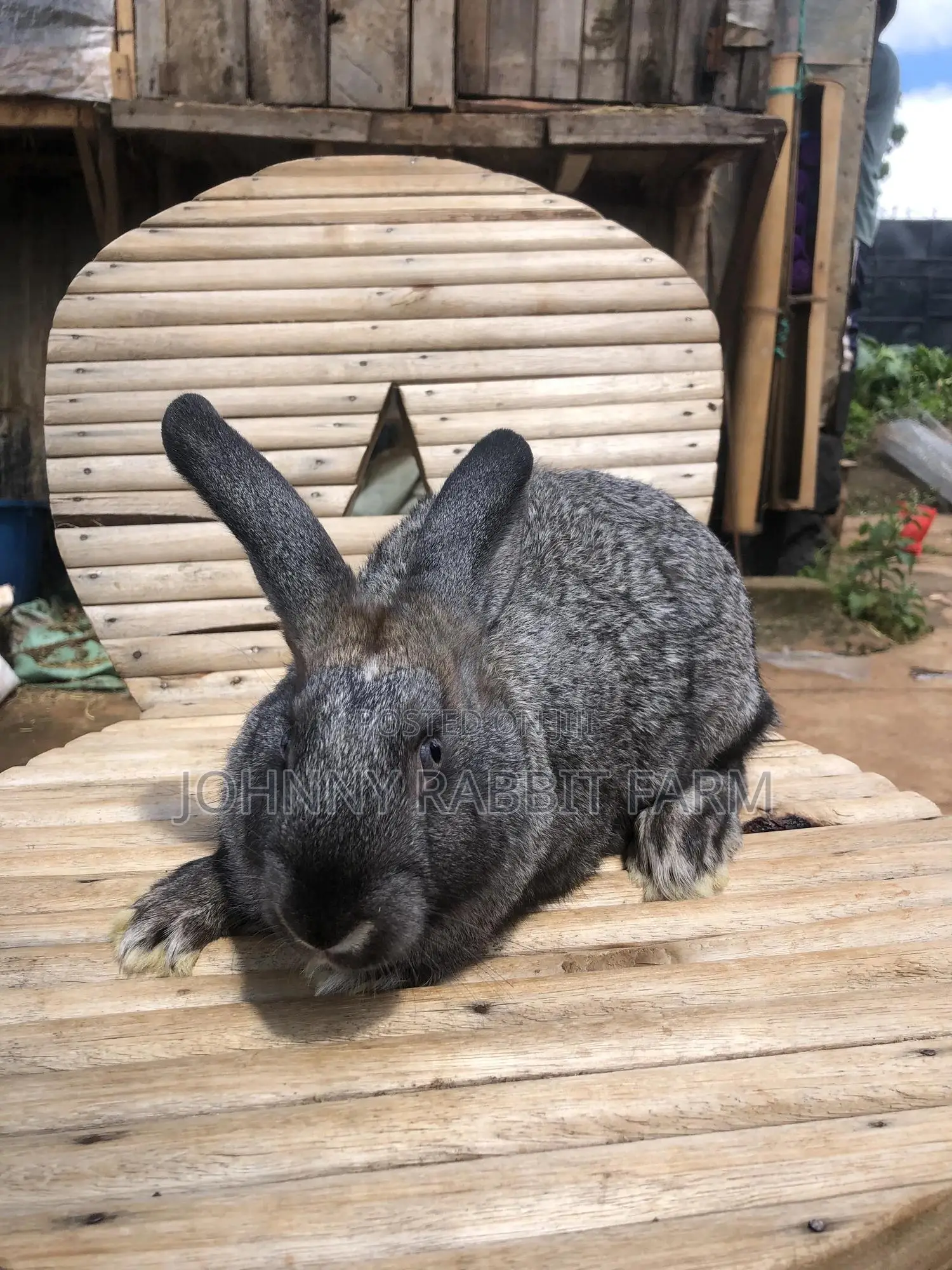 Hybrid Rabbits