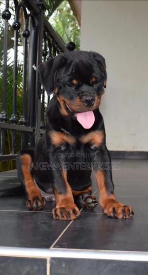 1-3 months Male Purebred Rottweiler - main view