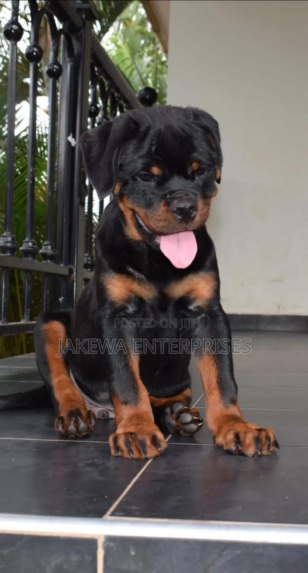 1-3 months Male Purebred Rottweiler