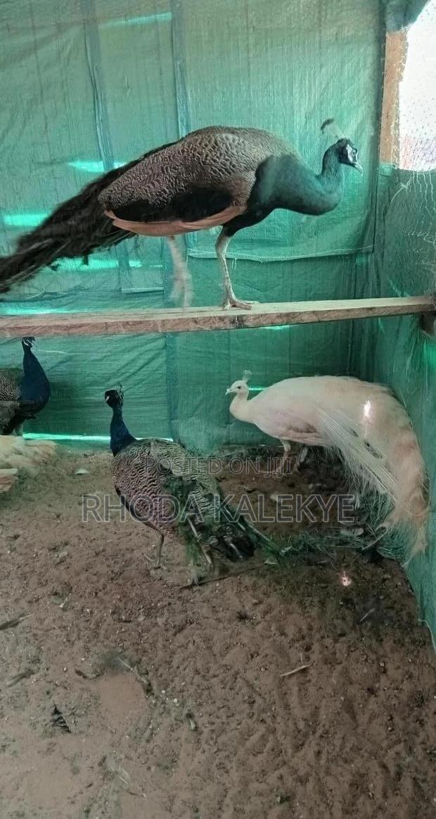 Peacocks And Peahens - main view
