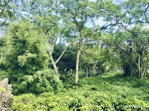 3.2 Acre Prime Beachfront Land on Sale!! At