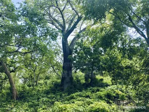 3.2 Acre Prime Beachfront Land on Sale!! At