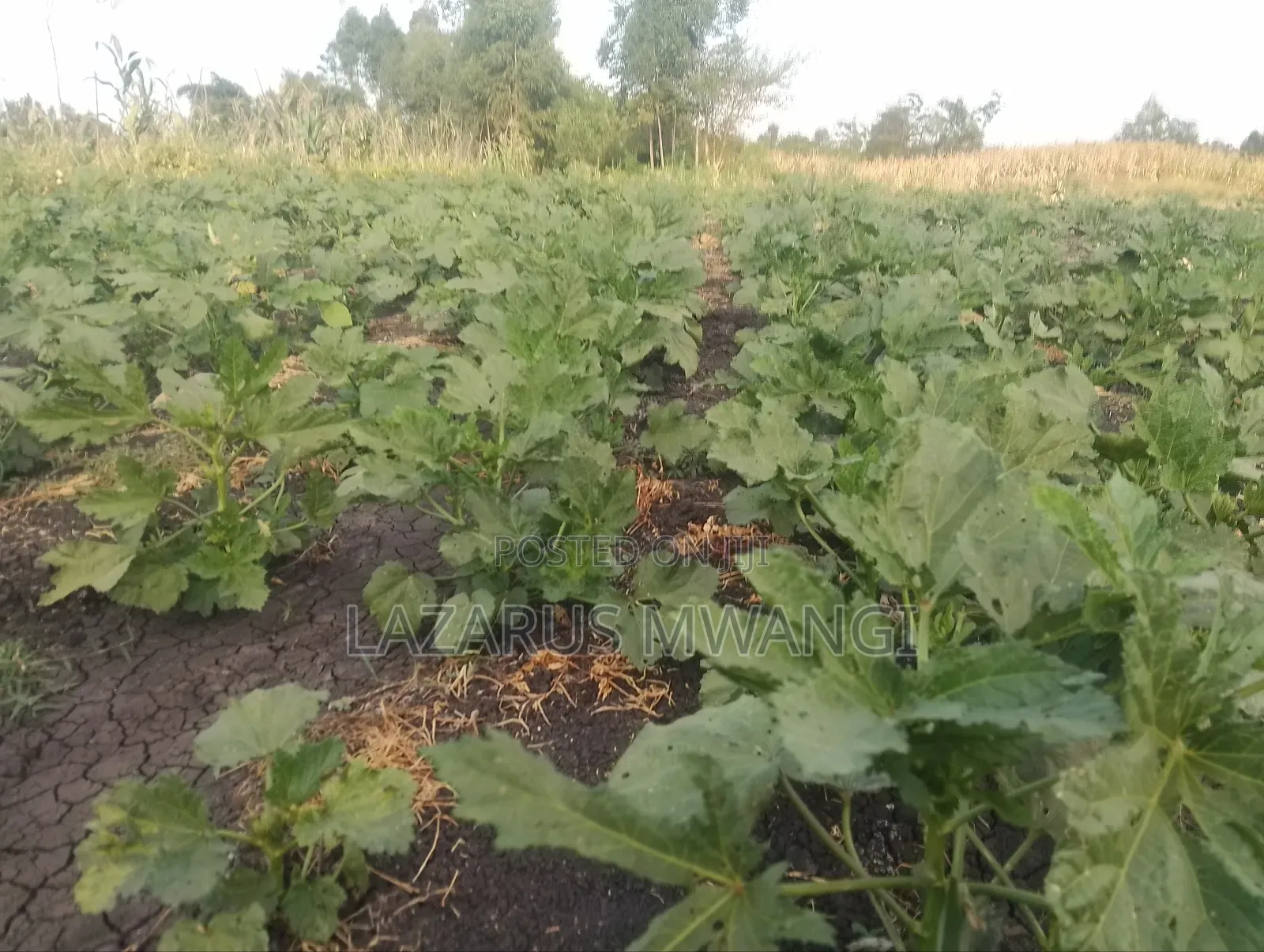 4 Acres at Kirwara Makutano Mwea