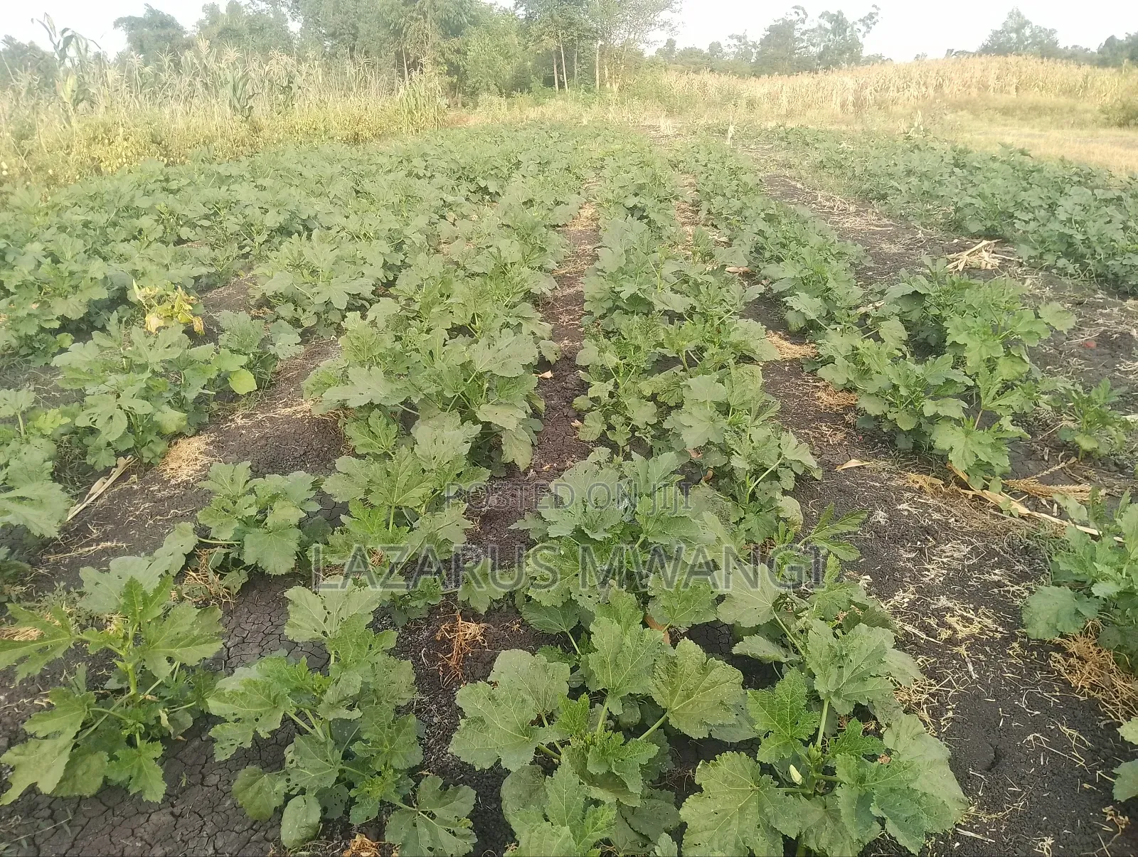 4 Acres at Kirwara Makutano Mwea