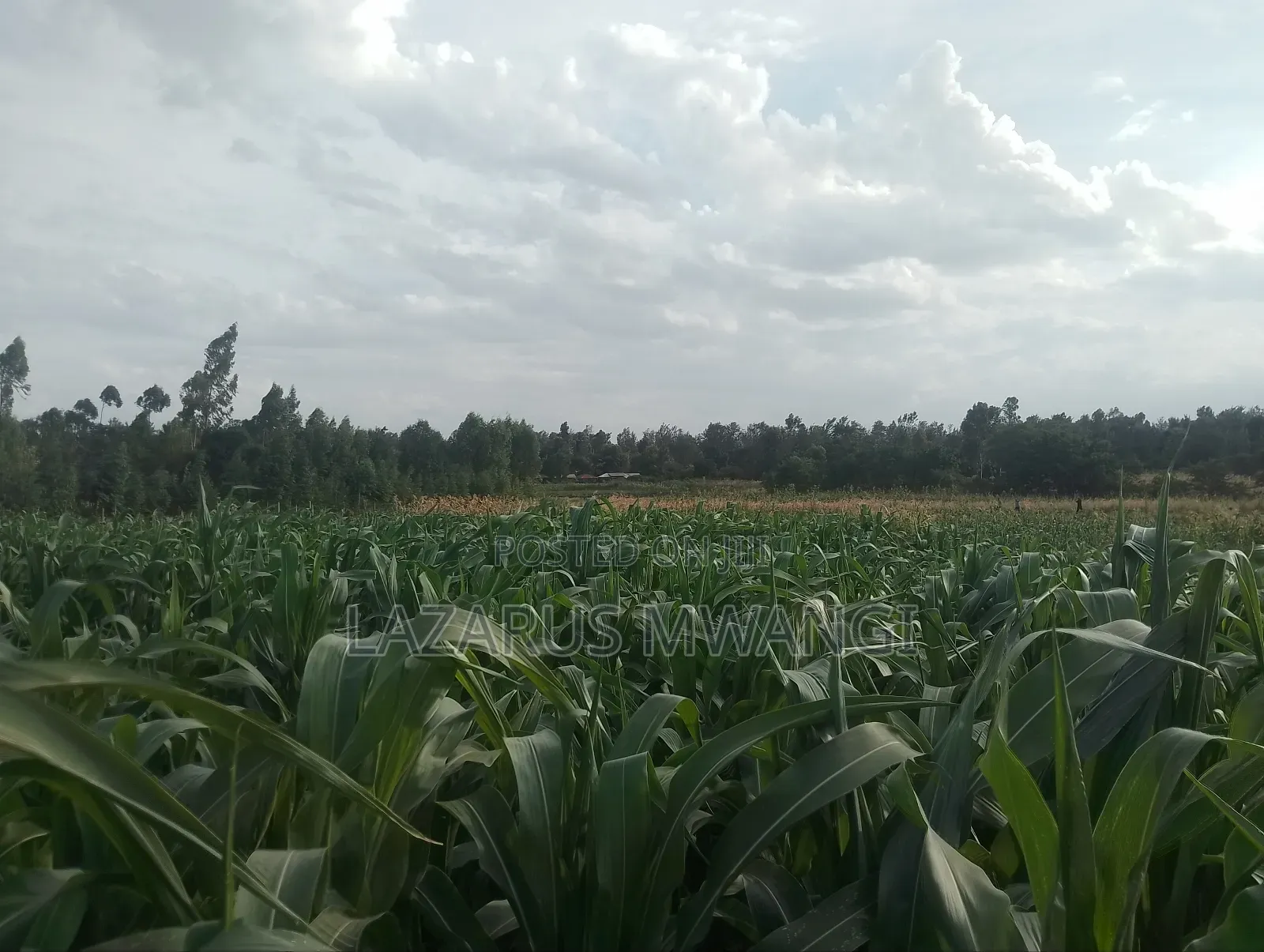 4 Acres at Kirwara Makutano Mwea