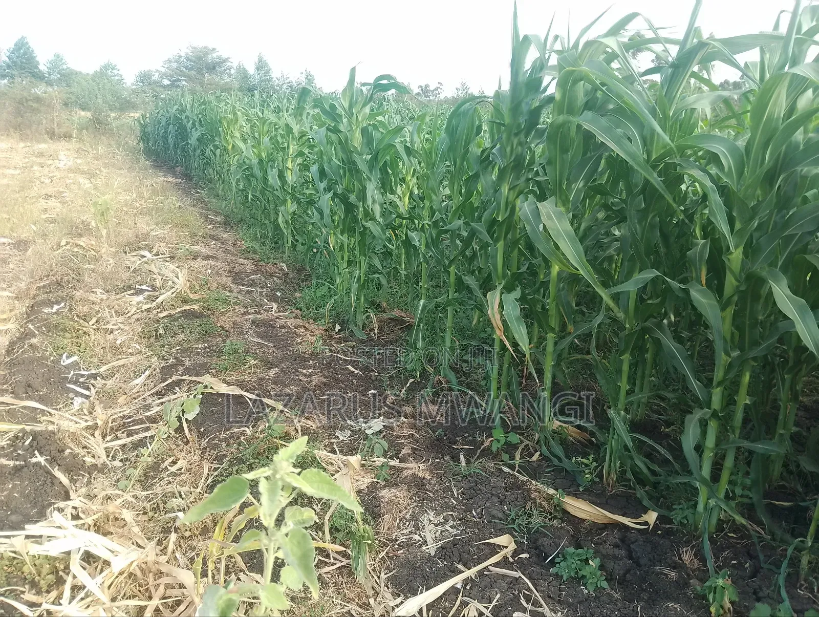 4 Acres at Kirwara Makutano Mwea