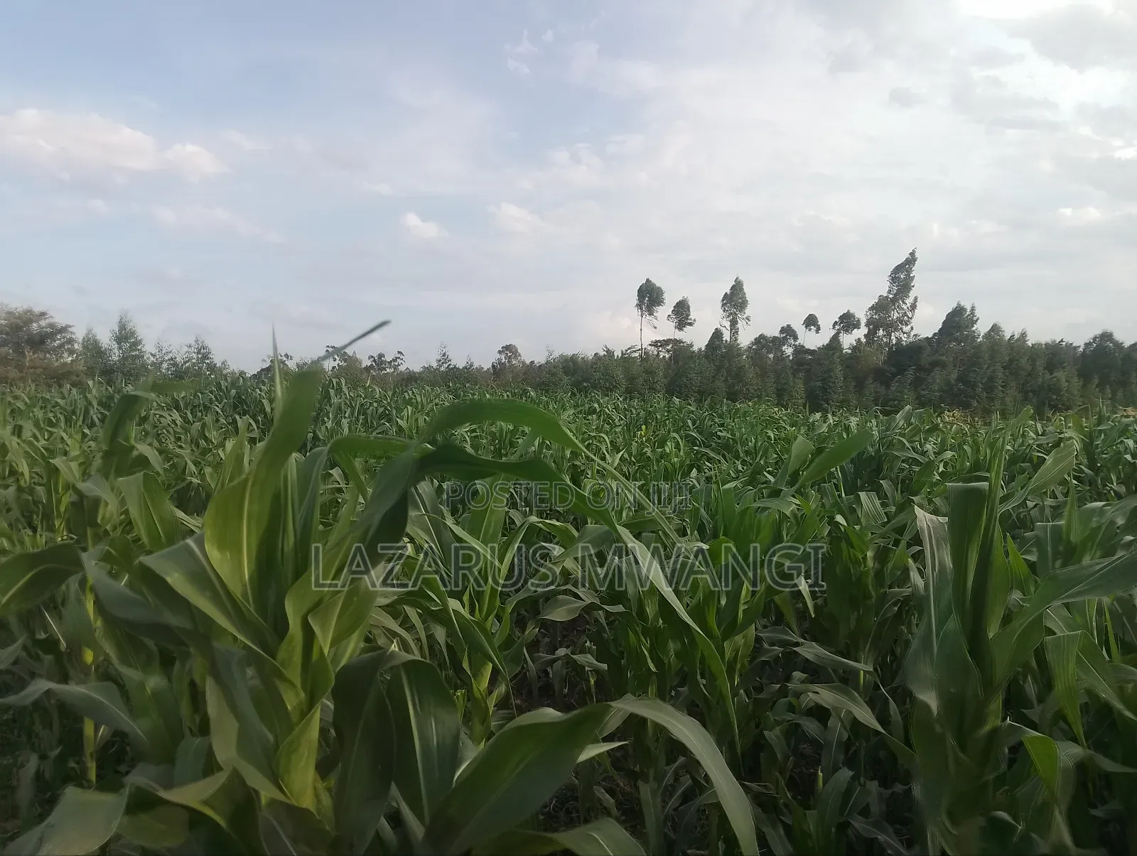 4 Acres at Kirwara Makutano Mwea