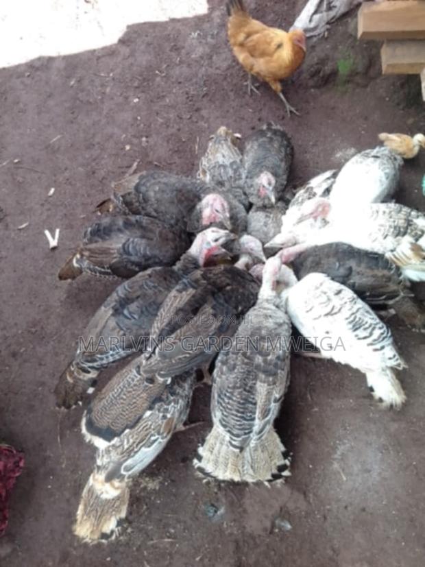 Turkeys 4 Months Old
